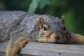 Image result for sad squirrel